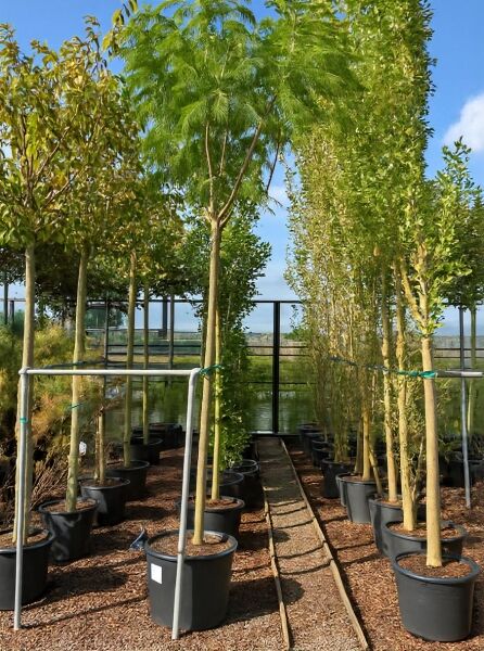 Seidenbaum (Albizia julibrissin) 'Ombrella' Hochstamm im Container mit grünem, fein gefiedertem Laub und geradem Stamm.