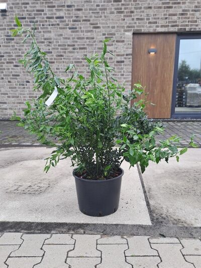 Fleischbeere / Aufrechte Schleimbeere / Sarcococca confusa