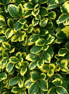 Groblatt-Stechpalme 'Golden King' - Ilex altaclerensis 'Golden King'