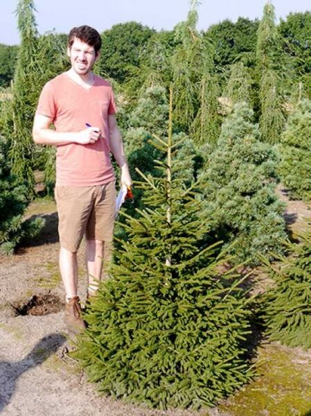 Picea orientalis 'Aurea' / Orientalische Gold-Fichte 125-150 cm m. B., Solitär, aufrechte Konifere mit dichtem Nadelkleid.