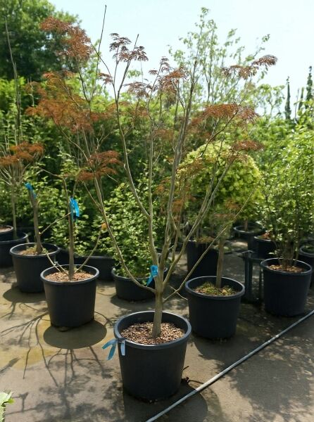 Roter Seidenbaum Albizia julibrissin 'Summer Chocolate', 250-300 cm, C70, Hochstamm im Container mit fein gefiedertem Laub.