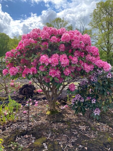 Rhododendron Hybride 'Peter Vermeulen' / Rhododendron 'Peter Vermeulen'