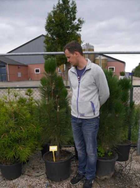 Pinus nigra 'Green Tower' / Säulen-Schwarzkiefer