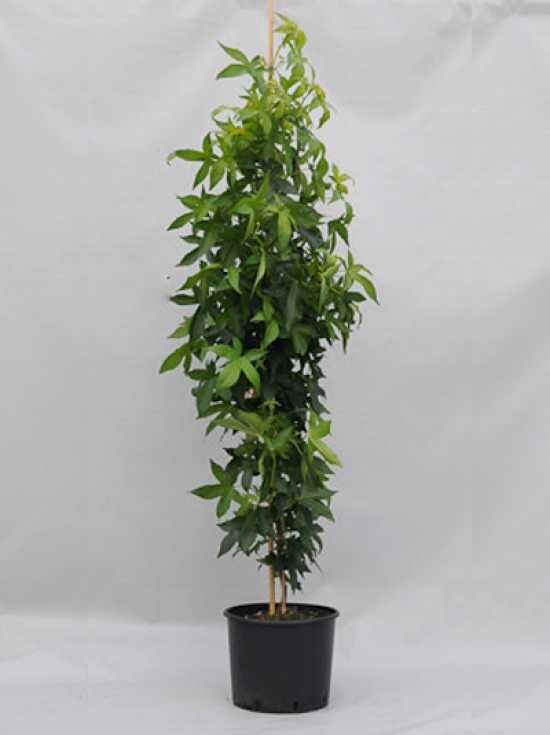 SäulenAmberbaum 'Slender Silhouette' / Liquidambar styraciflua