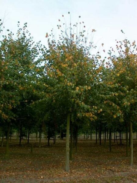 Tilia europaea 'Pallida' / Kaiser-Linde