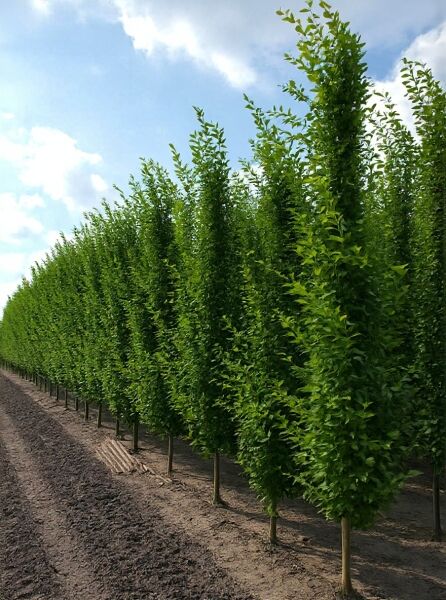 Säulen-Hainbuche (Carpinus betulus 'Fastigiata'), Pyramidenform, 200–250 cm, mit Durchgangsstamm, im Baumschulquartier in Reihe gepflanzt.