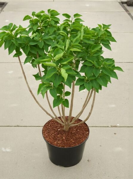 Syringa vulgaris 'Michel Buchner' (Gartenflieder) im Topf, mehrstämmiger Strauch mit grünem Laub, 60–80 cm, C7