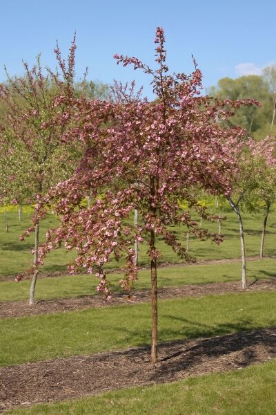 Zierapfel 'Adams' / Zierapfel 'Adams'