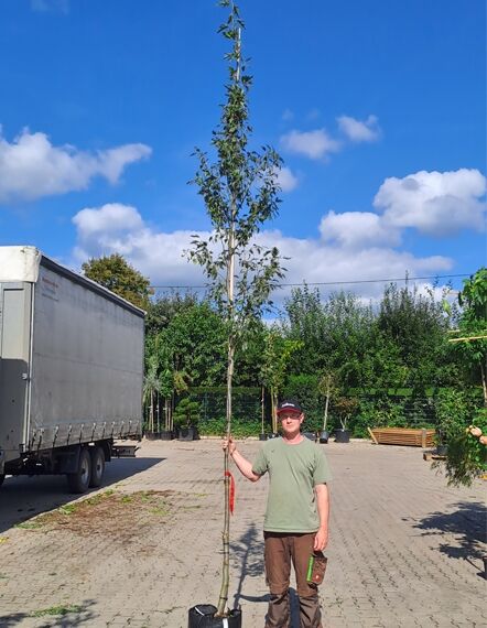 Alnus incana 'Laciniata' Schlitzblättrige Grau-Erle, Hochstamm 10-12 StU im Container, schlanker Stamm mit belaubter Krone.