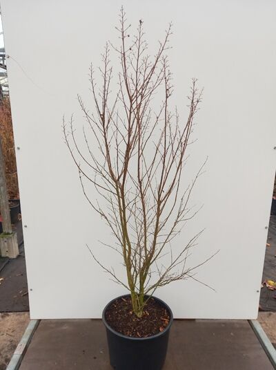 Lagerstroemia indica (Indische Lagerströmie/Kreppmyrte) weiß, 125–150 cm, C20, mehrstämmiger Strauch im Topf ohne Laub