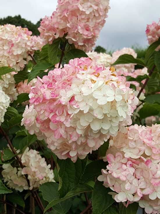 RispenHortensie 'Vanille Fraise