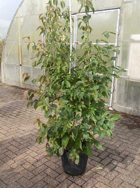 Japanischer Blumen-Hartriegel (Cornus kousa 'Cappuccino') im Topf, Variante 175–200 cm C20 und 150–175 cm C20