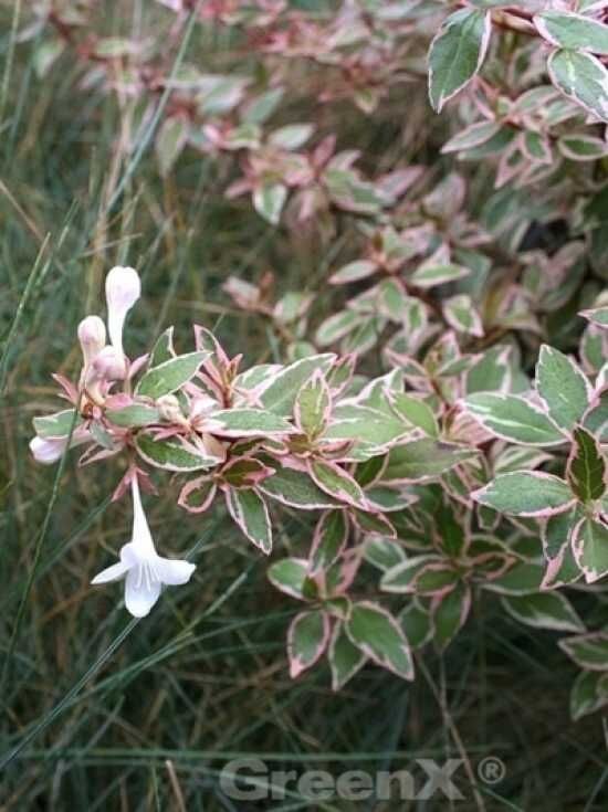 Großblumige Abelie 'Confetti' / Abelia grandiflora 'Confetti' kaufen