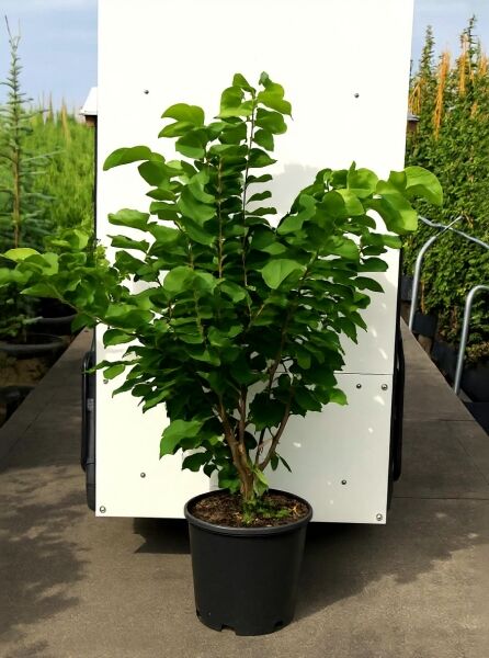 Weißblühender chinesischer Judasbaum 'Shirobana' (Cercis chinensis) im Topf, buschiger Wuchs, grüne Blätter, 150-175 cm C20