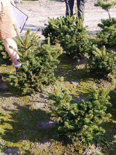 Picea pungens 'Lucky Strike' / Stech-Fichte 'Lucky Strike' 100-125 cm m. B., kompakter Nadelgehölz-Strauch mit dichten Trieben
