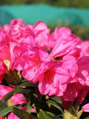 Rhododendron 'Lachsrosa Riese'