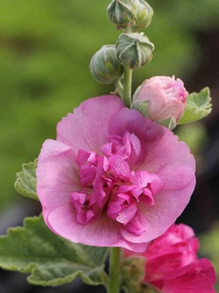 Bastardmalve 'Poetry' / Alcalthaea (Alcea) suffrutescens 'Poetry'