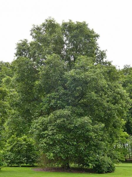 Zweifarbige Eiche / Quercus bicolor