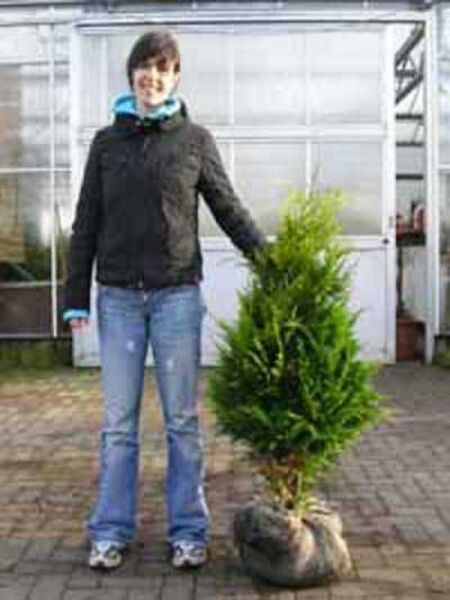 gelbe Scheinzypresse 'Ivonne' / gelbe Scheinzypresse 'Ivonne'