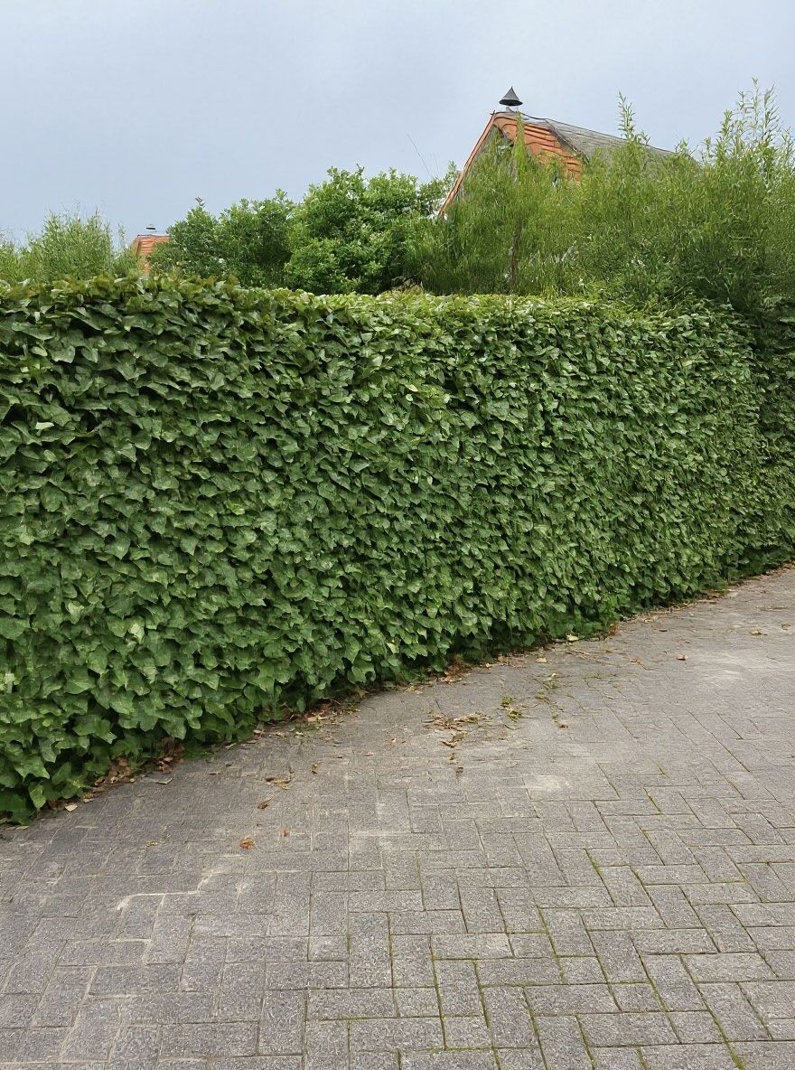wintergr-ne-lweide-elaeagnus-ebbingei-kaufen