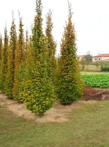 Säulen-Hainbuche (Carpinus betulus 'Fastigiata') 450-500 cm mit Drahtballen, schlanke pyramidale Krone, dichtes Laub.