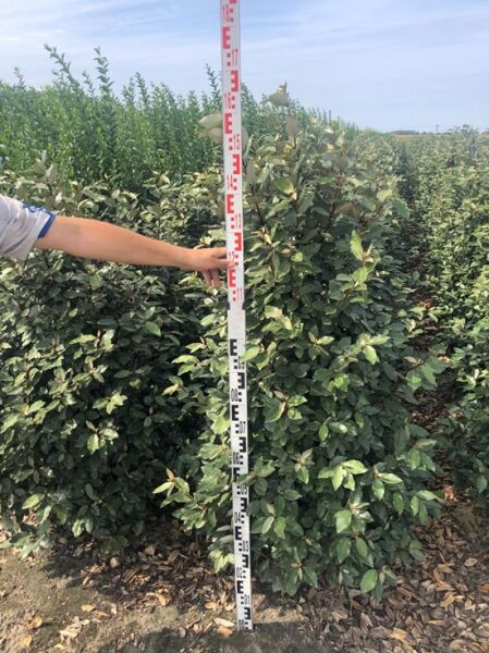 Elaeagnus ebbingei (Wintergrüne Ölweide) 125–150 cm m. B., dicht verzweigter Strauch mit ovalen, grün-silbrigen Blättern neben Messlatte