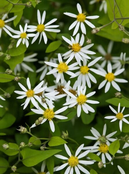 Wald-Aster 'Tradescant' (Aster divaricatus) mit weißen, sternförmigen Blüten und gelber Mitte zwischen grünem Laub.