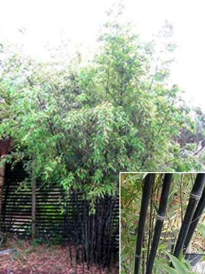 schwarzer Bambus / Phyllostachys nigra