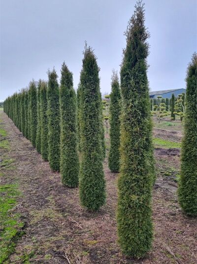 Lebensbaum 'Smaragd' Toskanasäule / Lebensbaum 'Smaragd' Toskanasäule