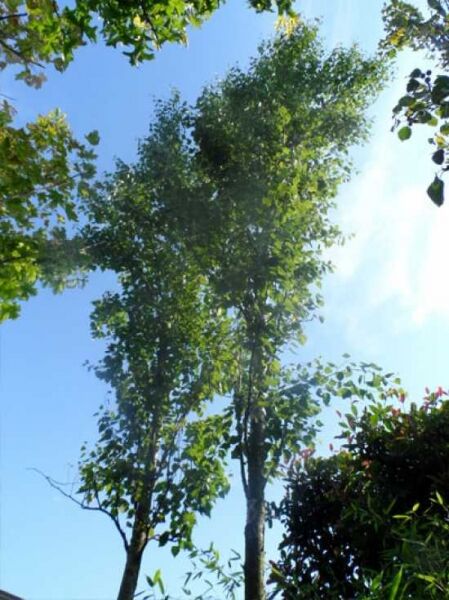 Säulen-Birke (Betula pendula) 'Fastigiata'/'Obelisk' Hochstamm, schlanke Krone mit grünem Laub und aufrechtem Wuchs.