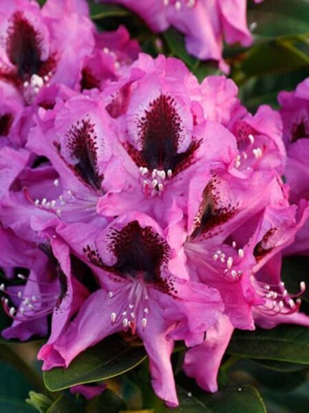 Rhododendron 'Kangaro' / Rhododendron Hybride 'Kangaro'