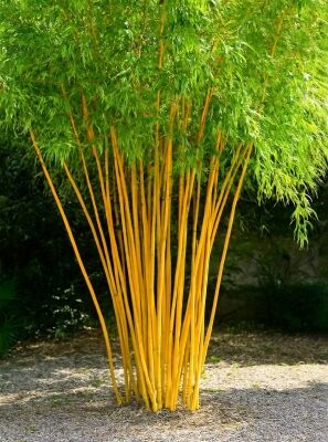 bambus klickfliese Phyllostachys-Bambus-Kollektion (x3) - Phyllostachys bissetii, aureosulcata  Aureocaulis, Fargesia scabrida Asian Wonder