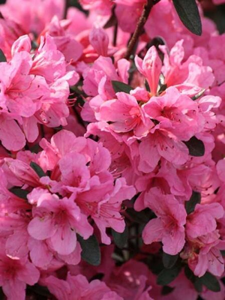Rhododendron obtusum 'Madame Albert van Hecke' / Japanische Azalee 'Madame Albert van Hecke'