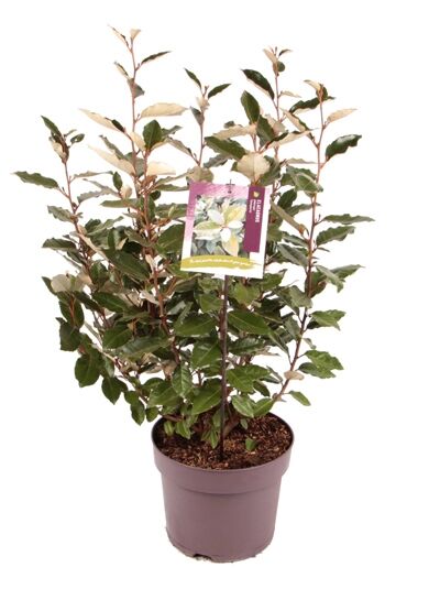 Wintergrüne Ölweide 'Compacta' - Elaeagnus ebbingei 'Compacta'