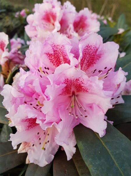 Rhododendron Hybride 'Kromlauer Parkperle' / Rhododendron 'Kromlauer Parkperle'
