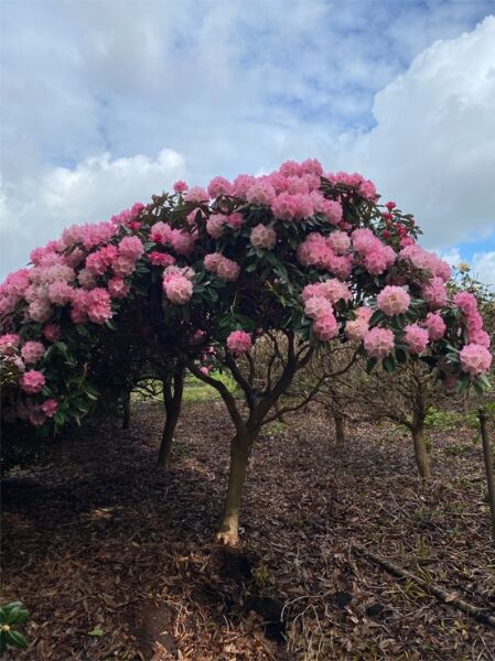 Rhododendron Arabella (Rhododendron yakushimanum 'Arabella')