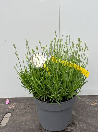 Lavandula angustifolia 'Arctic Snow' / Echter Lavendel 'Arctic Snow' C5 im Topf mit grünen Trieben und Knospenständen