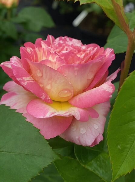 Beetrose 'Marc Chagall' / Beetrose 'Marc Chagall'