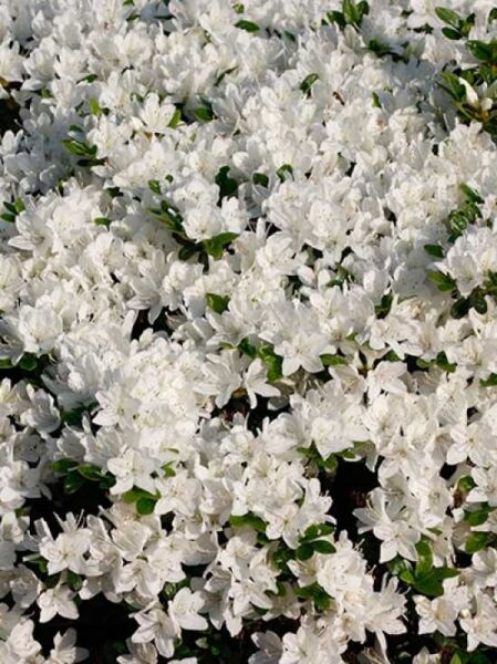 Rhododendron obtusum 'Diamant' weiß / Japanische Azalee 'Diamant' weiß