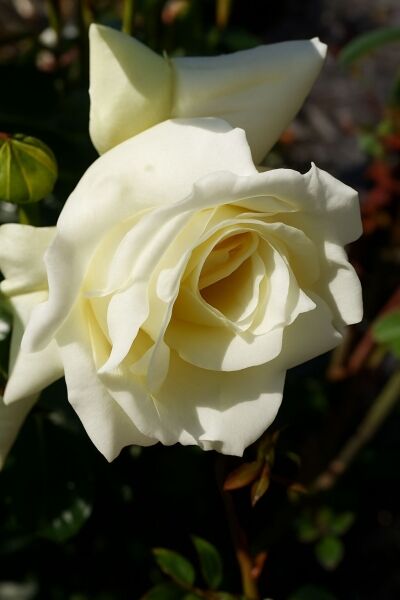 Kletterrose 'Elfe' / Kletterrose 'Elfe'