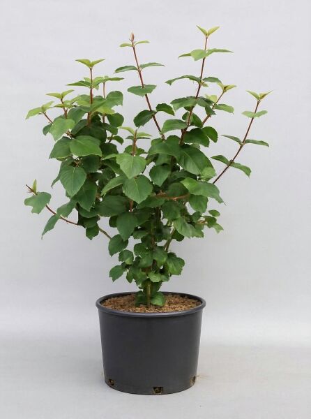 Viburnum carlesii 'Aurora' / Koreanischer Duft-Schneeball 'Aurora', 60–80 cm, C20, grünes Laub im Topf.