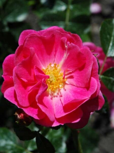 Rosa 'Magic Meidiland ®' / Strauchrose 'Magic Meidiland'