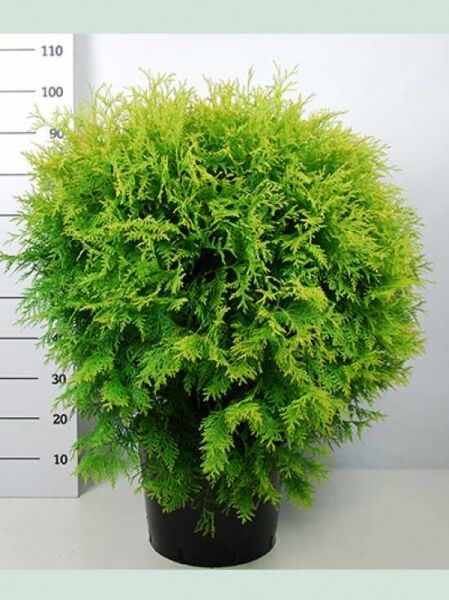 Thuja occidentalis 'Golden Globe' / Lebensbaum 'Golden Globe' 60-80 cm C25, kugelförmiger, gelbgrüner Nadelstrauch im Topf