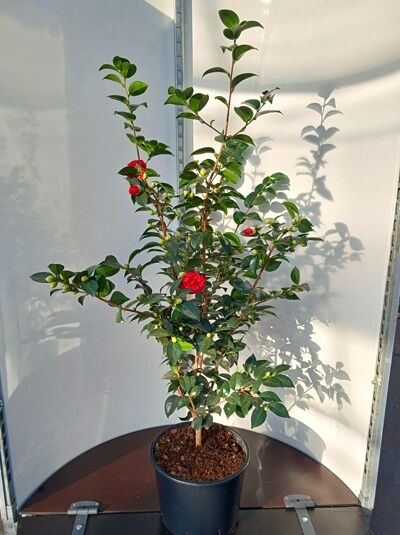 Japanische Kamelie rot / Camellia japonica rot
