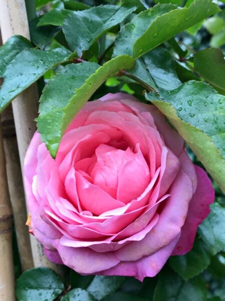 Rosa 'Rosanna ®' / Kletterrose 'Rosanna'