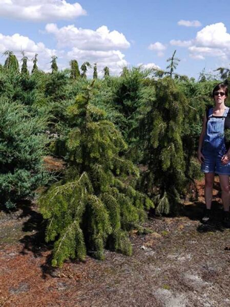 Picea breweriana (Mähnen-Fichte/Siskiyou-Fichte) 175-200 cm, mehrstämmiger Nadelbaum mit hängenden Zweigen im Feldbestand