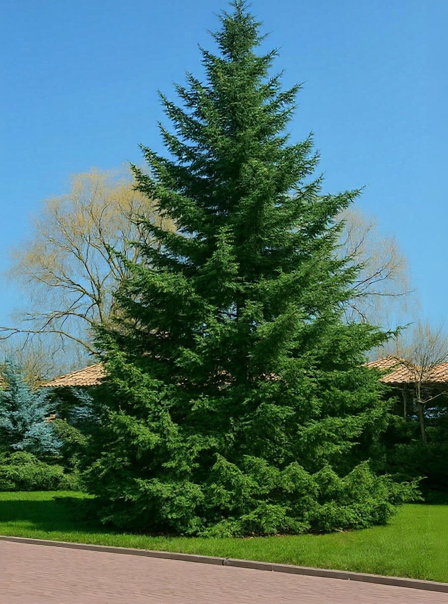 Douglasie / Douglasfichte / Oregon Pine - Pseudotsuga menziesii -  Baumschule NewGarden