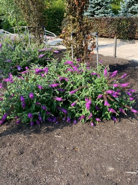 Zwerg-Sommerflieder 'Lilac Chip' / Zwerg-Schmetterlingsstrauch 'Lilac Chip' / Buddleja 'Lilac Chip'