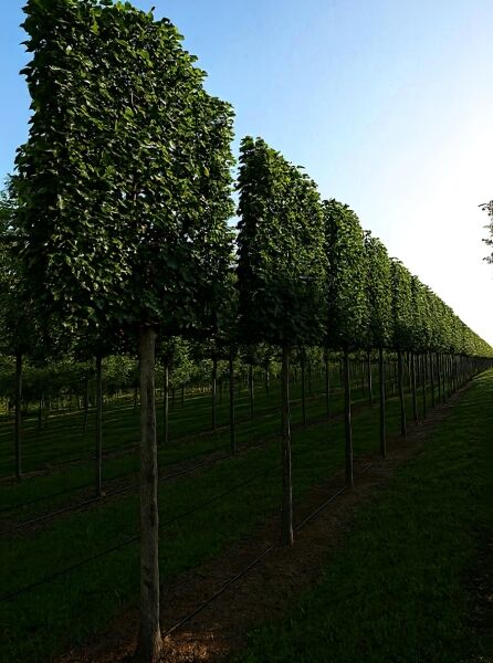 Rot-Buche (Fagus sylvatica) Hochstamm-Spalier, rechteckig erzogenes Laubdach auf Stamm, in Reihe gepflanzt.