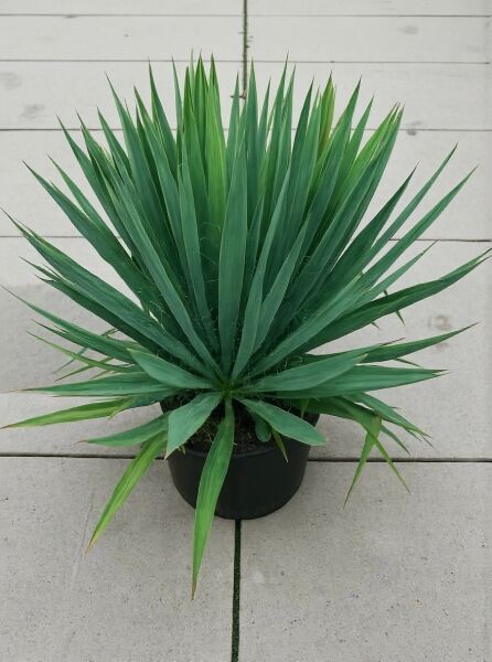 Yucca filamentosa (Fädige Palmlilie) im Topf, 40–50 cm, C15, mit dichtem Horst aus langen, schmalen, grünen Blättern.